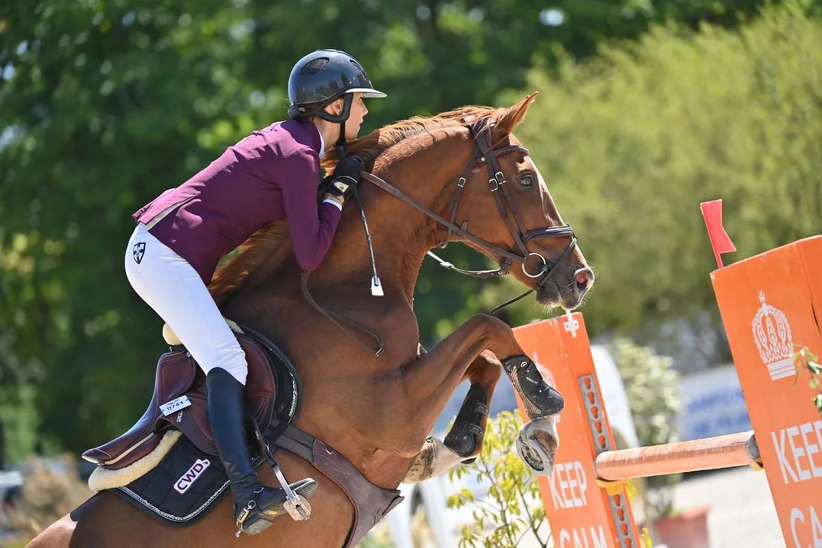 Cheval de sport à l'obstacle
