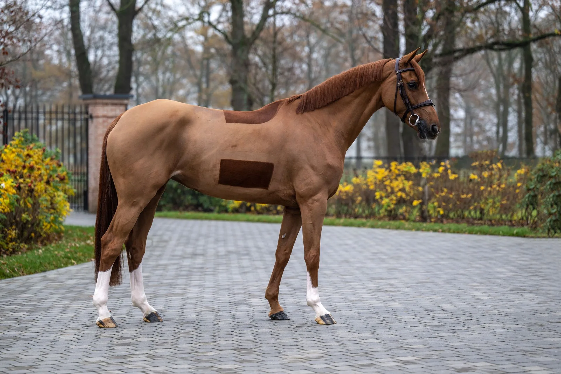 Jeune cheval présenté en main, modèle et allures