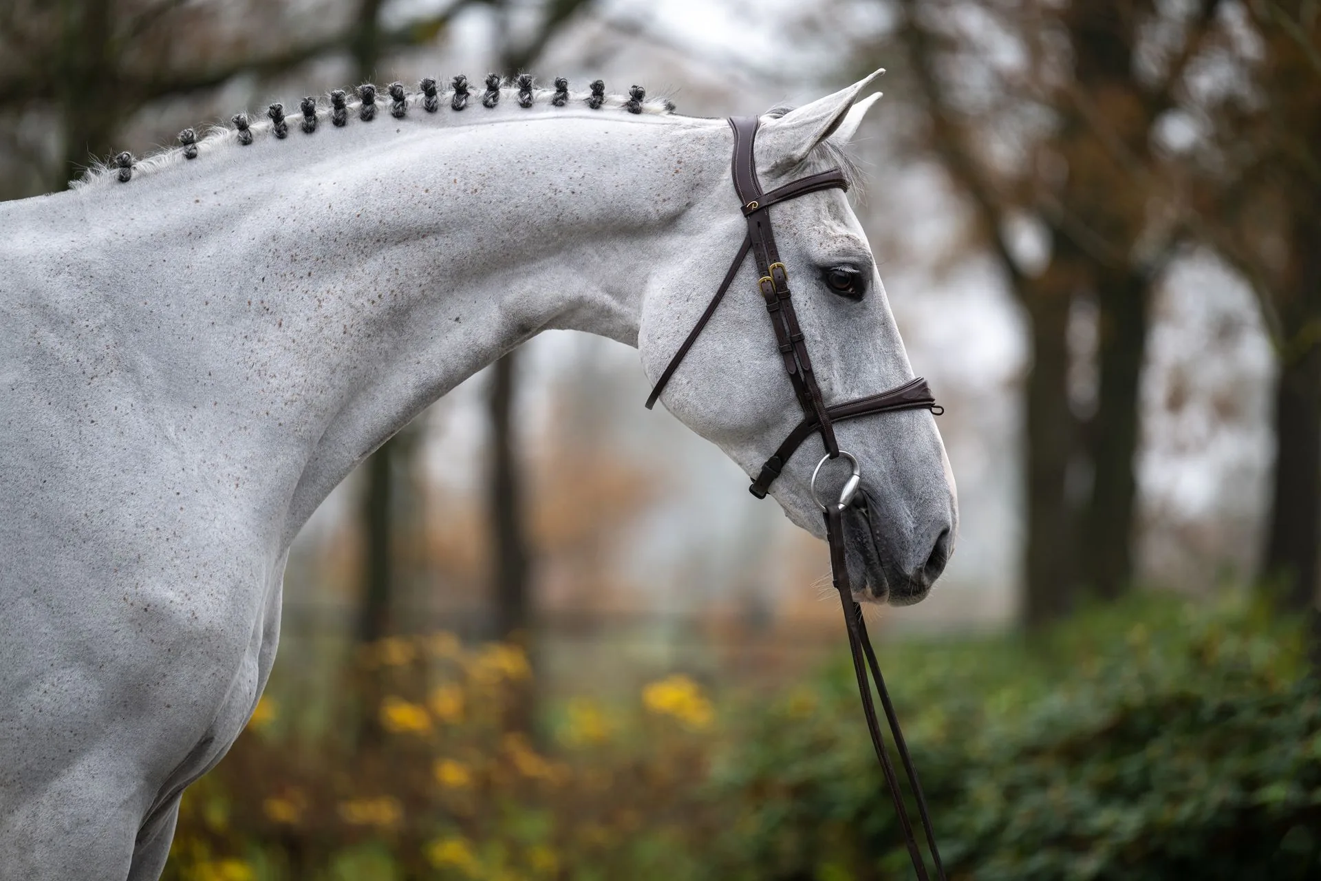 Portrait d'encolure d'un cheval gris tressé