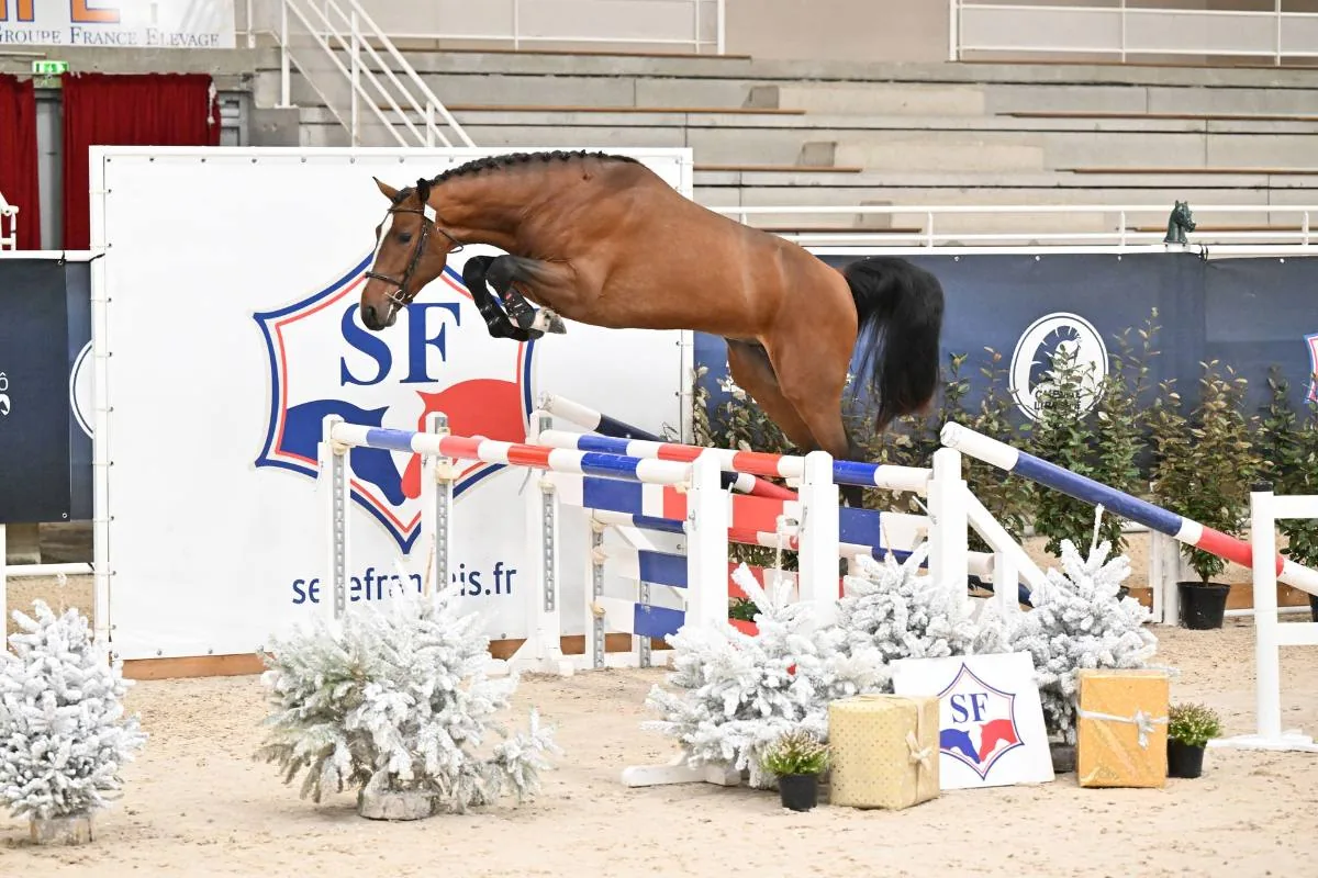 Cheval en liberté au-dessus d'un obstacle