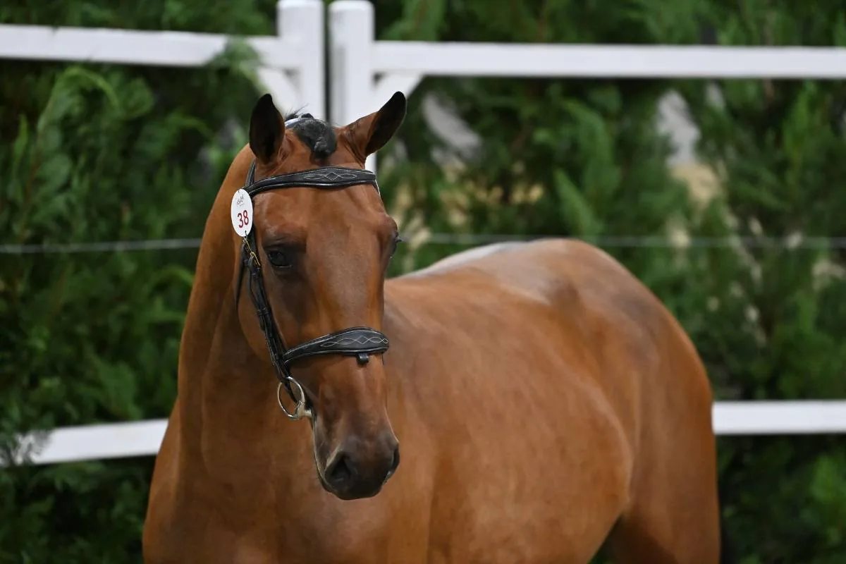 Portrait d'un cheval de concours